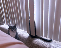 A gray and white cat sits on beige carpet, looking at the camera, while a dark cat peeks through a gap in white vertical blinds behind it.
