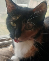 Close-up of a black, orange, and white cat with its tongue slightly out.