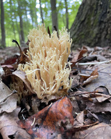 Cluster of beige, coral-like mushrooms on a forest floor with brown leaves.