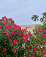 A bush with bright pink flowers in front of the Bell Library, featuring the library's name in bold black letters on its facade and palm trees nearby under a cloudy sky.