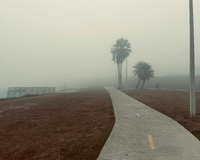 Foggy pathway with palm trees and a distant pier.