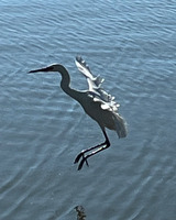 White bird flying over a still body of water. The bird is upright, with legs extended towards the water's surface, positioned to take off or land. The sunlight is reflected on the tops of the birds wings, leaving most of the bird in shadow. The bird's feet are reflected in the water's surface.