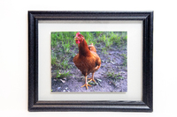 Image of a chicken.