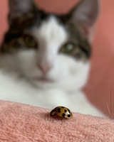 color photograph of a lady bug with a cat in the background