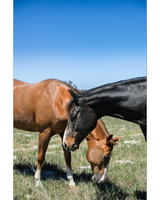 Two horses, one brown and one black, stand closely together in a grassy field under a blue sky.