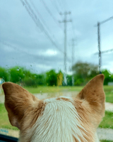 A dog with a white and light brown coat looks out of a rain-streaked car window at a blurred outdoor scene with green grass and utility poles.