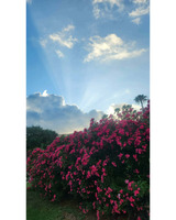 A vibrant bush of pink flowers against a bright blue sky with white clouds and sunlight rays, featuring silhouetted palm trees in the background.
