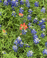 Three coral flowers are scattered among a number of blue blooms. Leaves, grass, and other green plants fill the frame between the flowers.