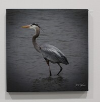 The image is a photograph of a great blue heron standing in shallow water. The heron, a large wading bird with a long neck and legs, is positioned slightly to the left, facing right. Its plumage is primarily blue-gray with a hint of rust on its neck, while its long, sharp beak is yellow.