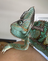 color photograph of a chameleon