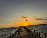 Pier extending into the ocean at sunset with a bird flying in the sky.