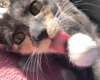 color photograph of a cat licking its paw