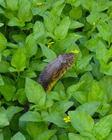 A snake's head peeks through a dense patch of green leaves, with small yellow flowers visible among the foliage.