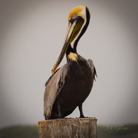 Artist: Jesse Glover. 15 by 15-inch photograph printed on canvas. Signed photograph of a brown pelican. The pelican is perched on a wooden post, facing the viewer with its head turned to the left. The background is filtered out so that the bird if the focal point of the image.