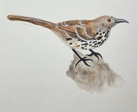 Artist: Athena Frasca. 5 by 8-inch watercolor titled Long Billed Thrasher. The painting arranges the bird perched on a brown object facing the right. The bird fills the frame and the remainder of the background is unpainted.