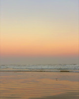 color photograph of a shorebird at the beach with waves and the skyline in the background