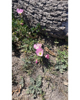 Close-up of pink wildflowers growing near a textured tree stump, with green leaves and dirt in the background.