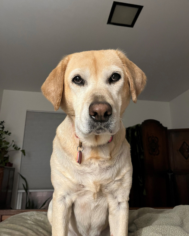 A light-colored Labrador Retriever sitting indoors, wearing a collar with a pink tag.