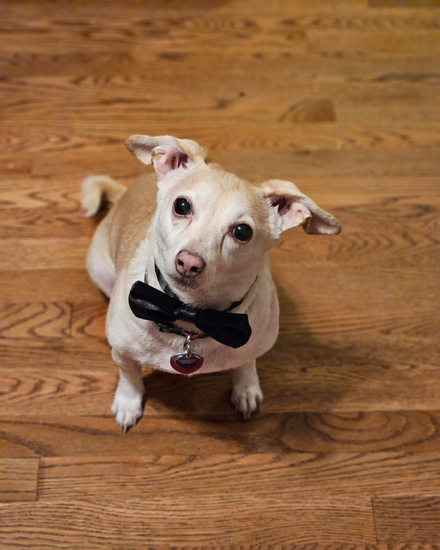A small cream-colored dog wearing a black bow tie and a heart-shaped tag, sitting on a wooden floor.