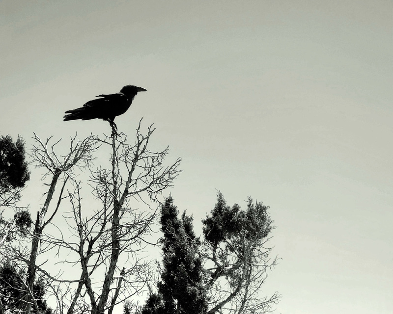 A raven perched on a barren tree against a pale sky.