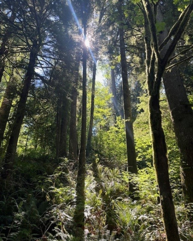 A sunlit forest with tall trees and lush undergrowth.