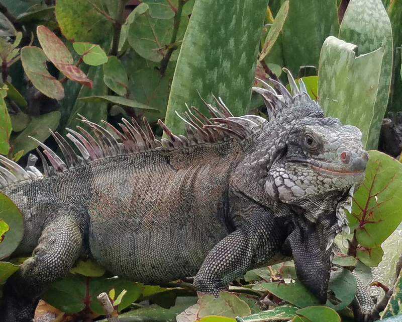 A large iguana resting among green and reddish leaves with spines along its back and a rugged, scaly texture.