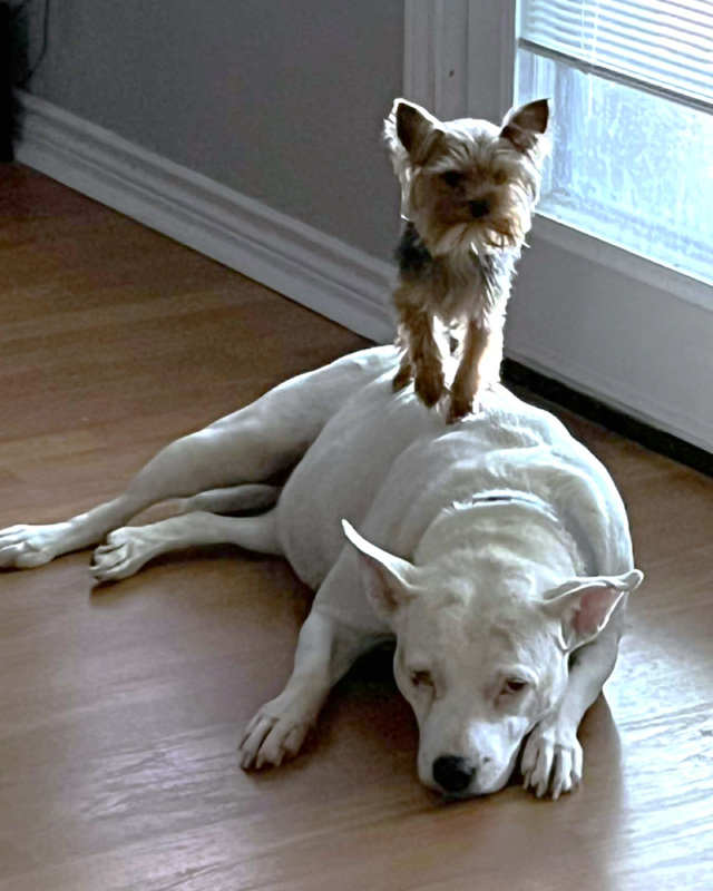 Yorkshire Terrier standing on a large white dog lying on a wooden floor near a glass door.