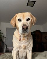 A light-colored Labrador Retriever sitting indoors, wearing a collar with a pink tag.