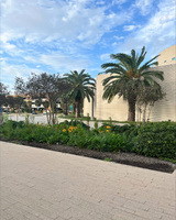 Palm trees and a garden bed with yellow flowers in front of a beige brick building.