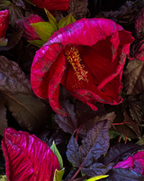 Vibrant red hibiscus flower surrounded by dark green-purple leaves.