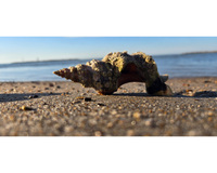 Close-up of a seashell with barnacles on a sandy beach, with water and sky in the background.