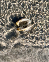 Open clam shell in shallow water with sunlight reflecting off ripples.