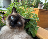 Close-up of a Siamese cat with blue eyes, sitting by a green plant in a wooden planter that another cat is sitting in.