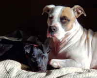 Two dogs resting on a quilted blanket, one white with brown patches and one black.
