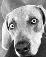 Close-up black and white image of a dog looking up.