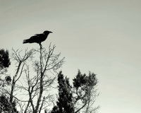 A raven perched on a barren tree against a pale sky.