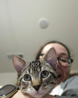 Close-up of a tabby kitten held by a person wearing glasses and a smart watch.