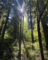 A sunlit forest with tall trees and lush undergrowth.