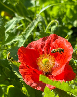 A red flower with a bee flying above it amidst green foliage.