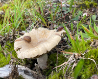 A light brown mushroom with two snails on it, surrounded by green grass and moss.