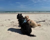Two dogs sitting on a sandy beach facing the ocean, one black with a blue harness and one light-colored with a red harness.