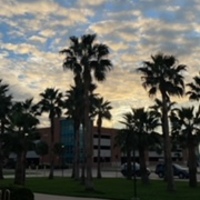 A photograph of the Bayside Parking garage on campus Fall 2023. There is palm trees in the photo and the present day parking garage 